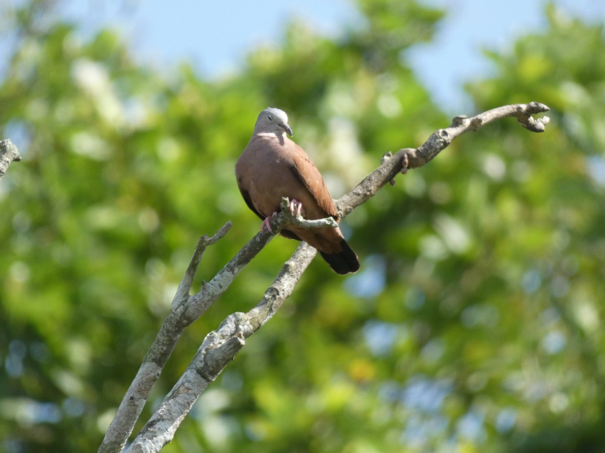 Ruddy Ground Dove - ML476216541