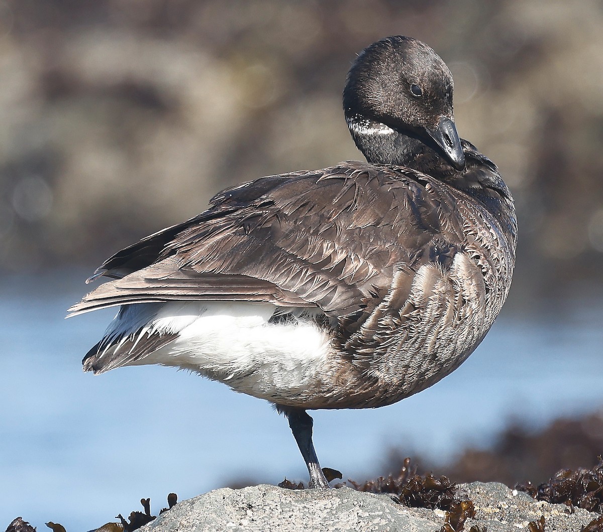 Brant - Mendocino SOS