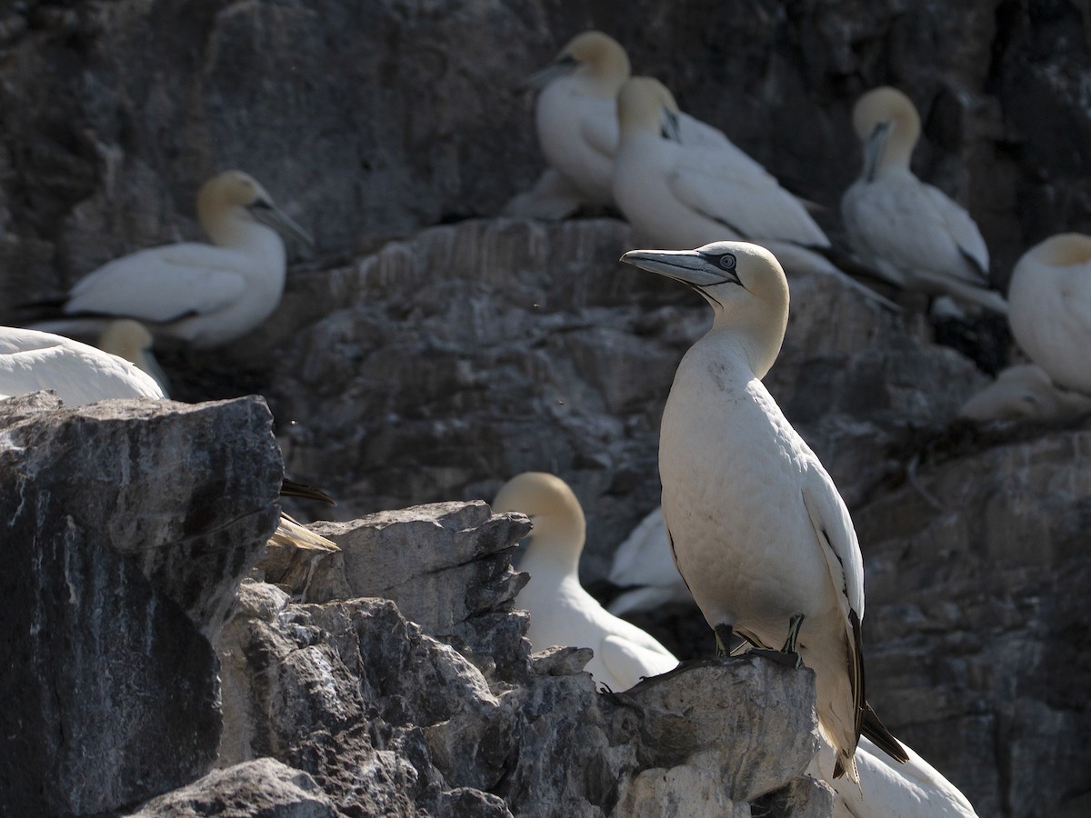 Northern Gannet - Linda Lorenz