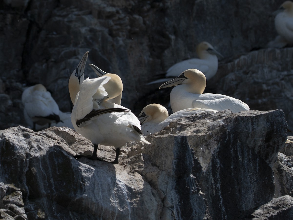 Northern Gannet - ML476217281