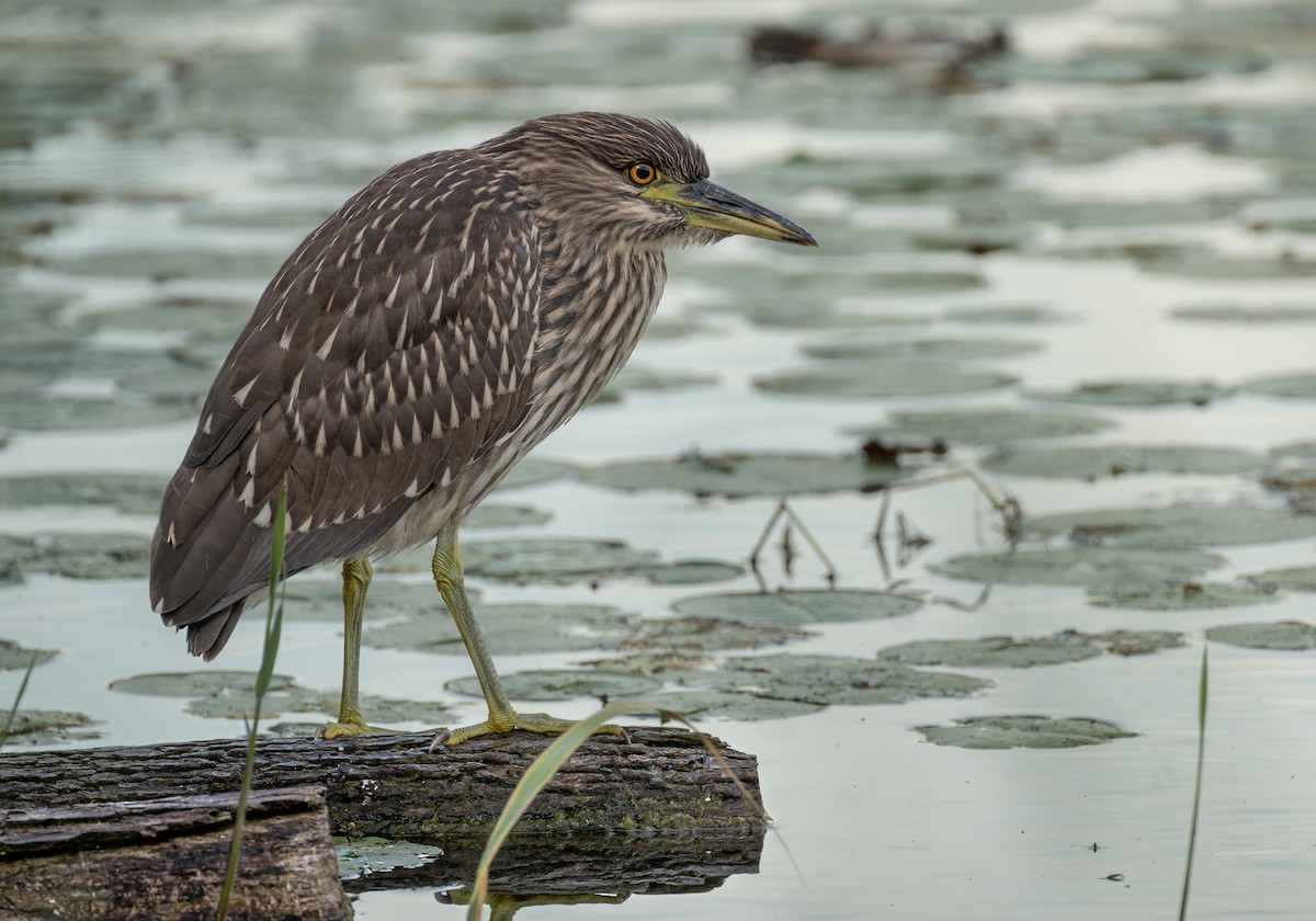 Black-crowned Night Heron - ML476218001