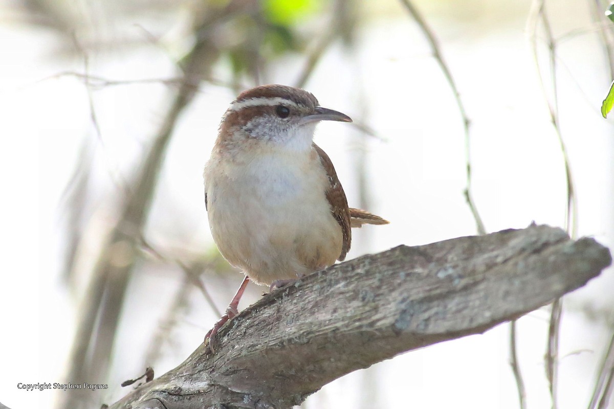 Carolina Wren - ML476218111