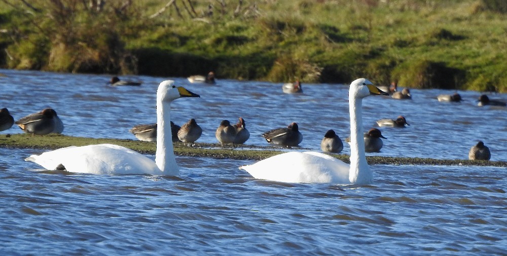 Whooper Swan - ML476218441