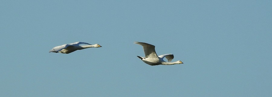 Whooper Swan - Paul Bowerman