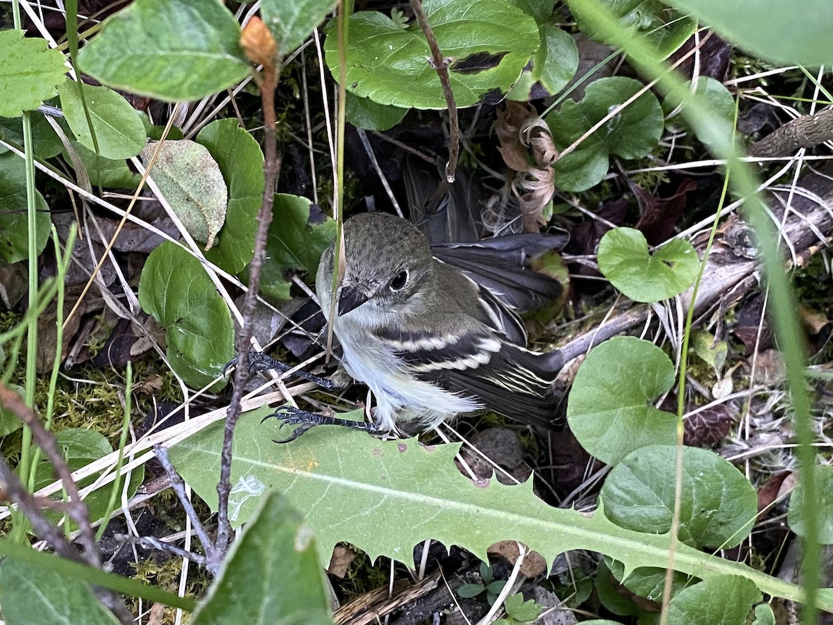 tyranovec malinký - ML476218471