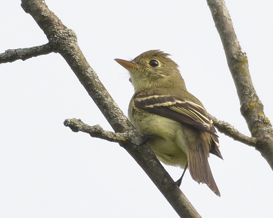 Yellow-bellied Flycatcher - ML476218571