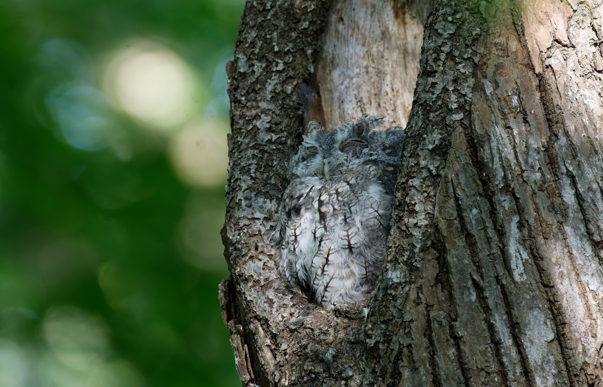 Eastern Screech-Owl - ML476218781