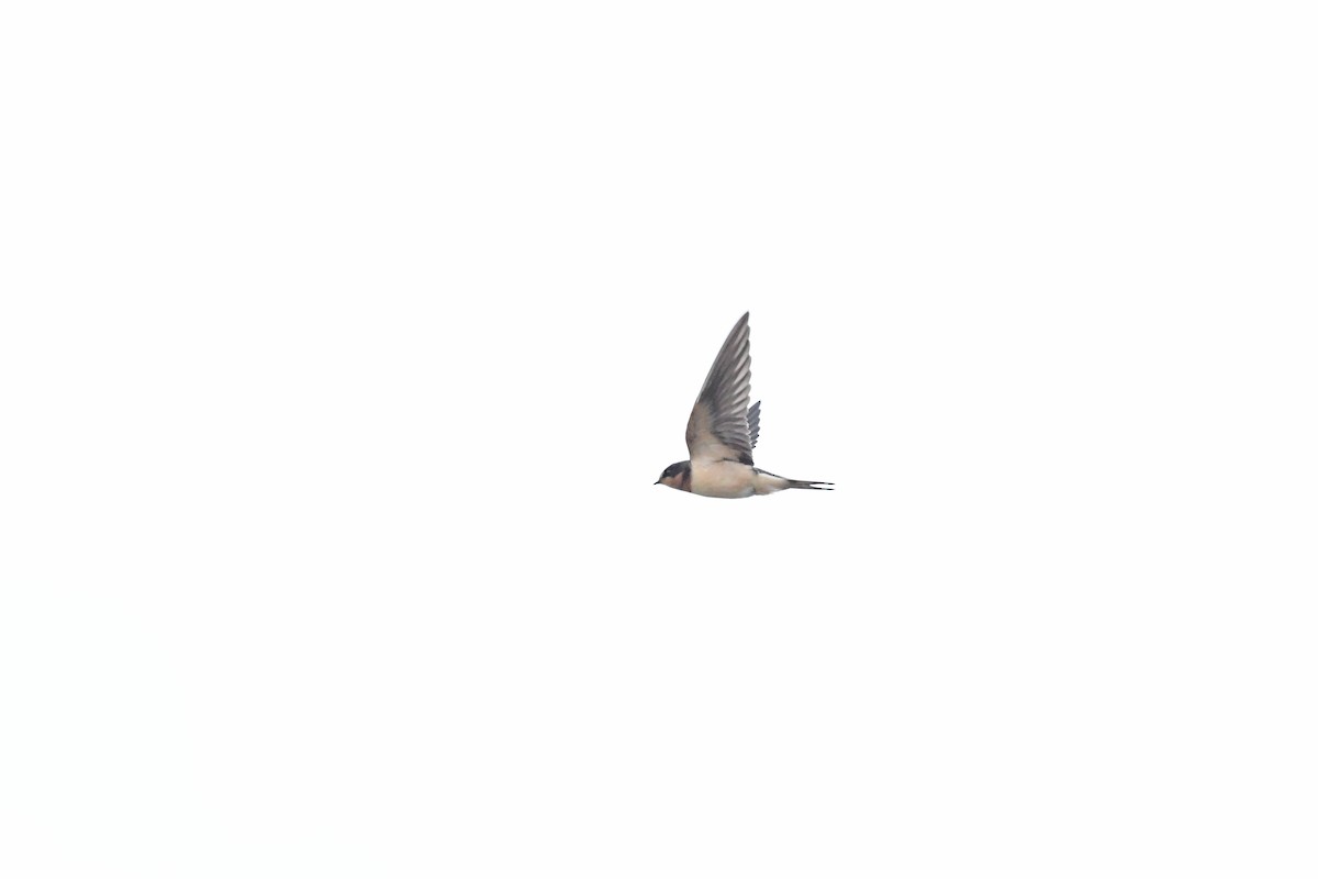 Barn Swallow (American) - ML476219771