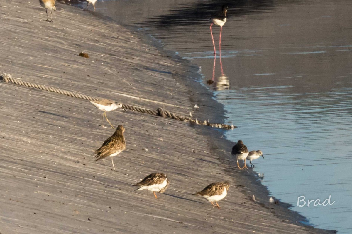 Western Sandpiper - ML47622051