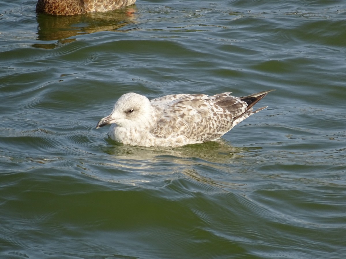 Goéland argenté - ML476220871