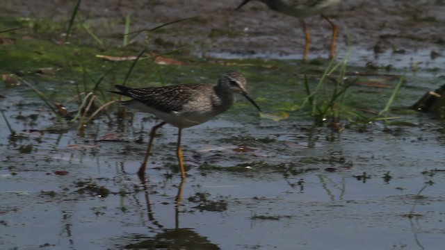 Lesser Yellowlegs - ML476221