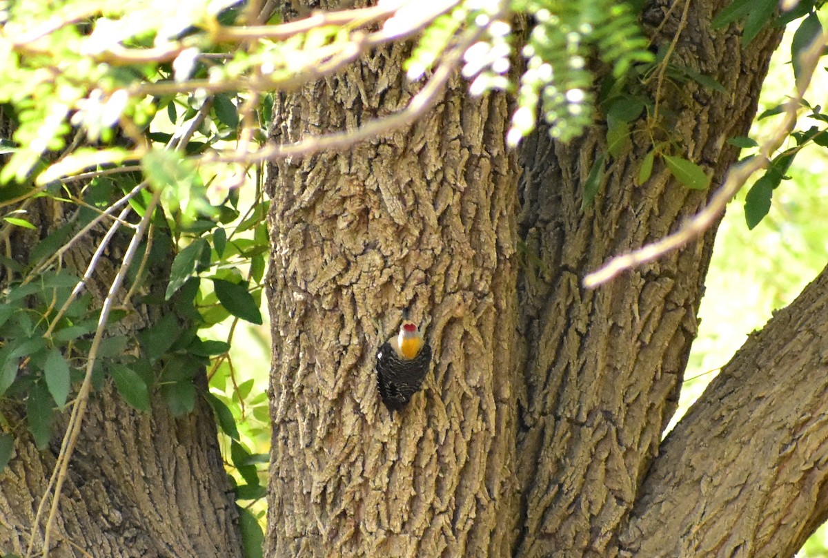 Golden-fronted Woodpecker - ML476221241