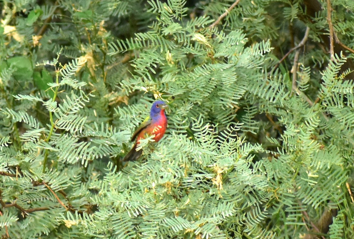 Painted Bunting - ML476221381