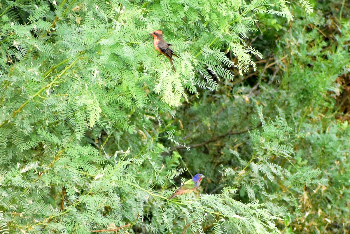 Painted Bunting - ML476221391