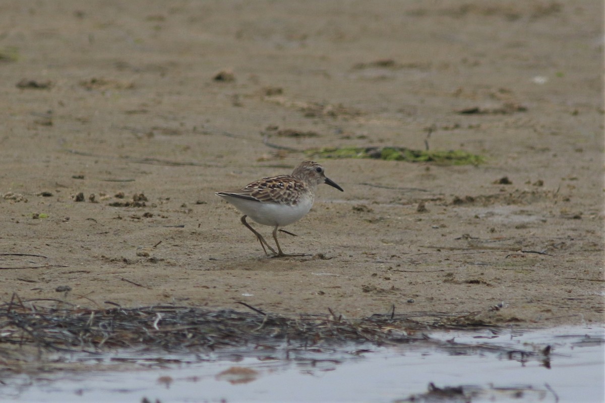 Least Sandpiper - ML476221471