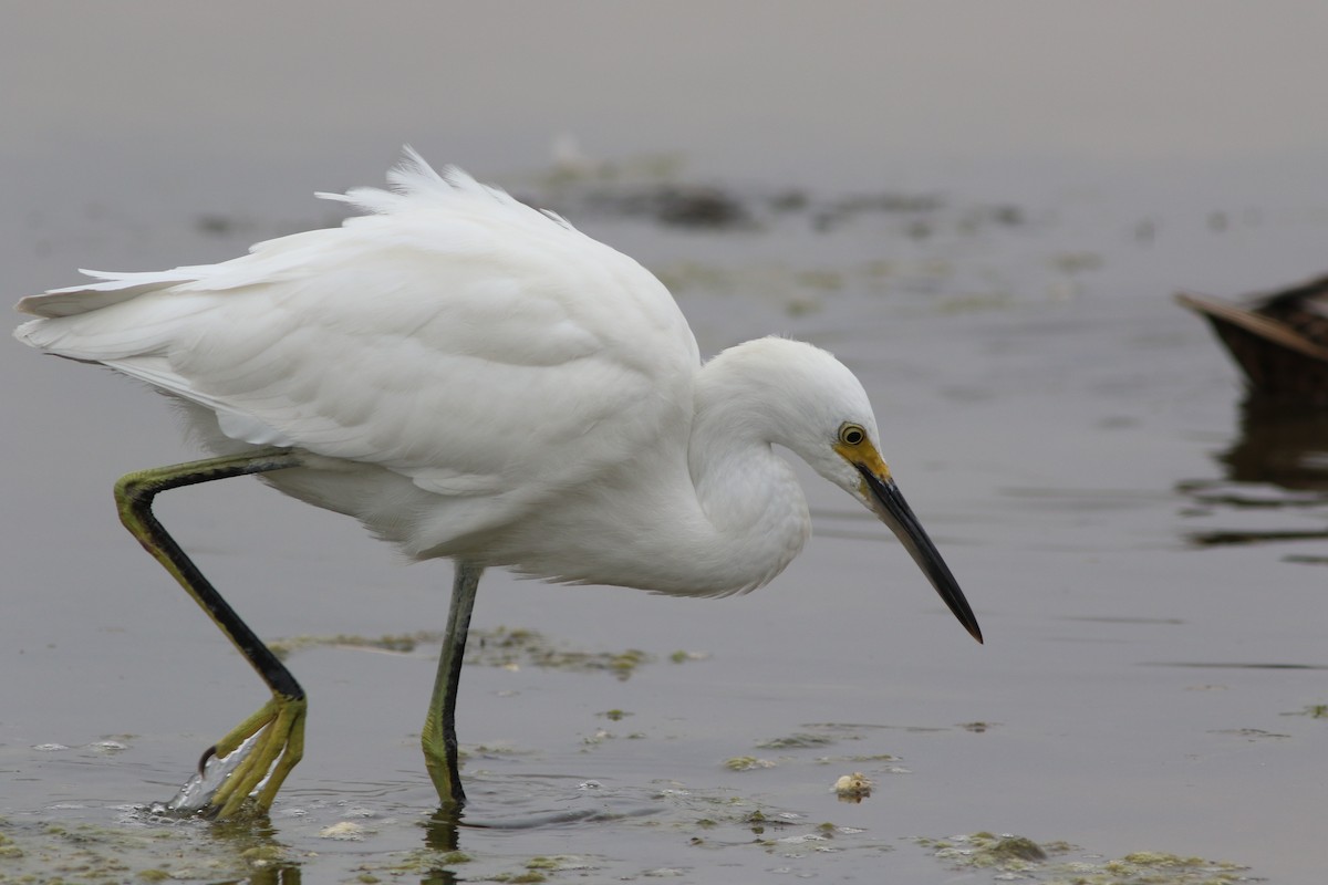 Snowy Egret - ML476221761