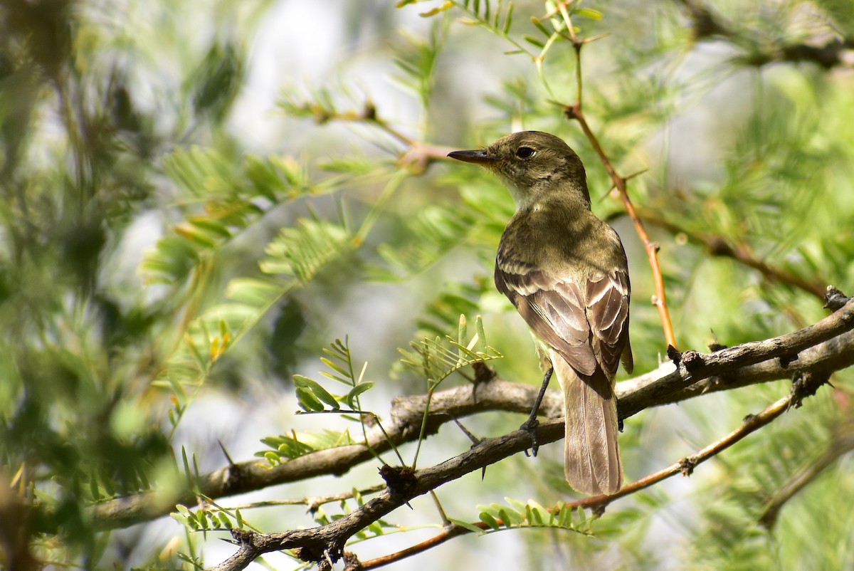 Willow Flycatcher - Rohit Chakravarty