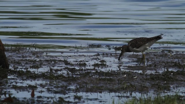 Solitary Sandpiper - ML476223