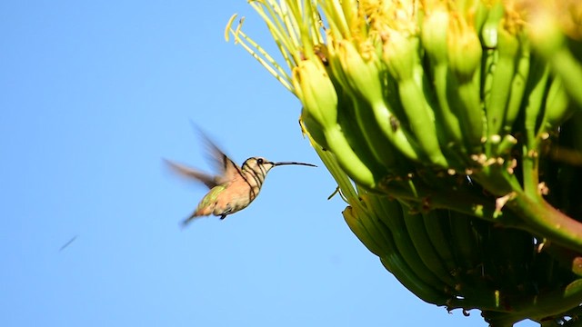 Colibrí Luminoso - ML476223231