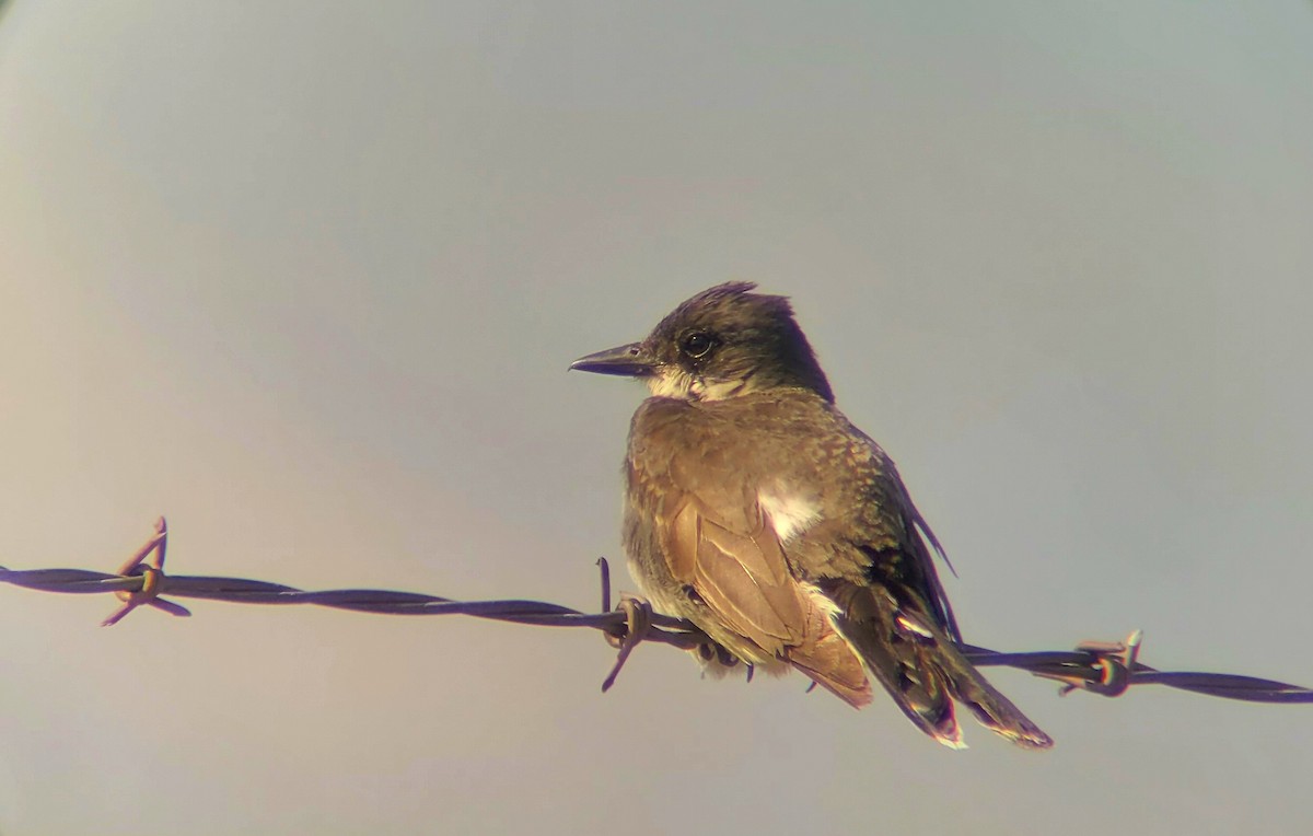 Eastern Kingbird - ML476223351