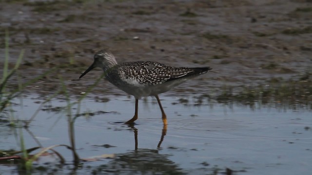 Lesser Yellowlegs - ML476224