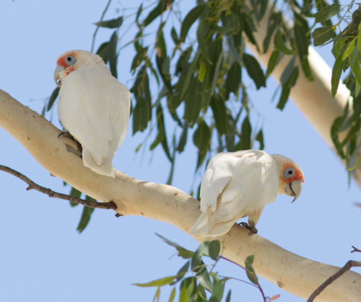 Long-billed Corella - ML47622511