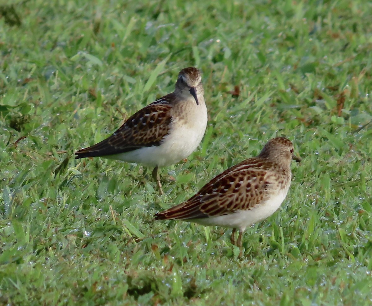 Least Sandpiper - ML476225211