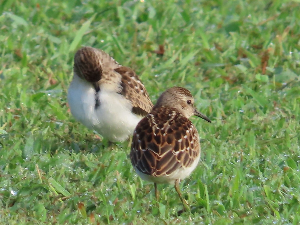 Least Sandpiper - ML476225241