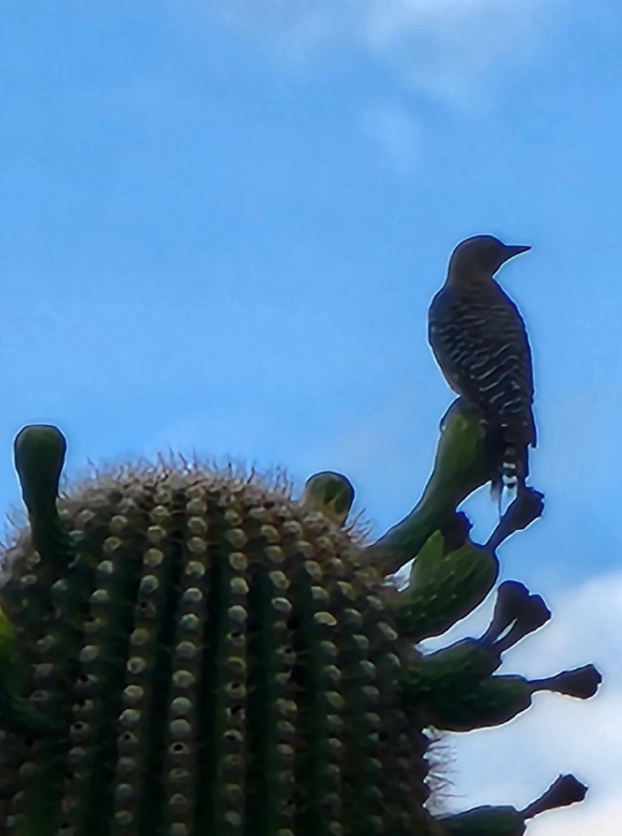 Gila Woodpecker - ML476225421