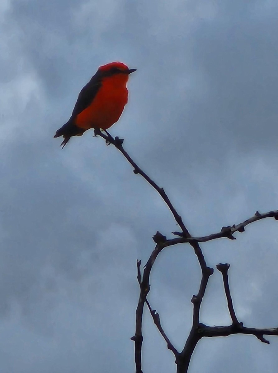 Vermilion Flycatcher - ML476225441