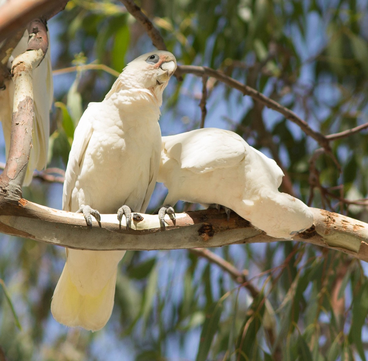 Little Corella - ML47622551