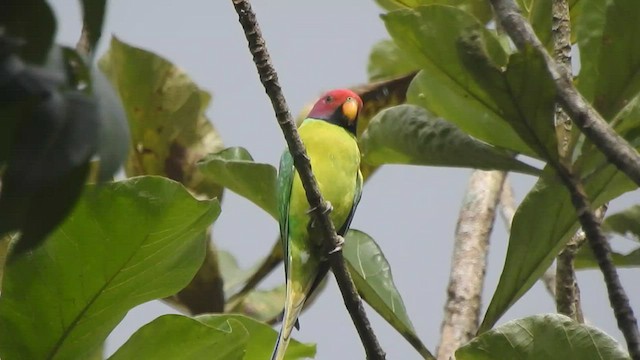 Plum-headed Parakeet - ML476225801