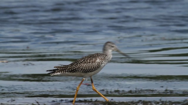 Greater Yellowlegs - ML476226