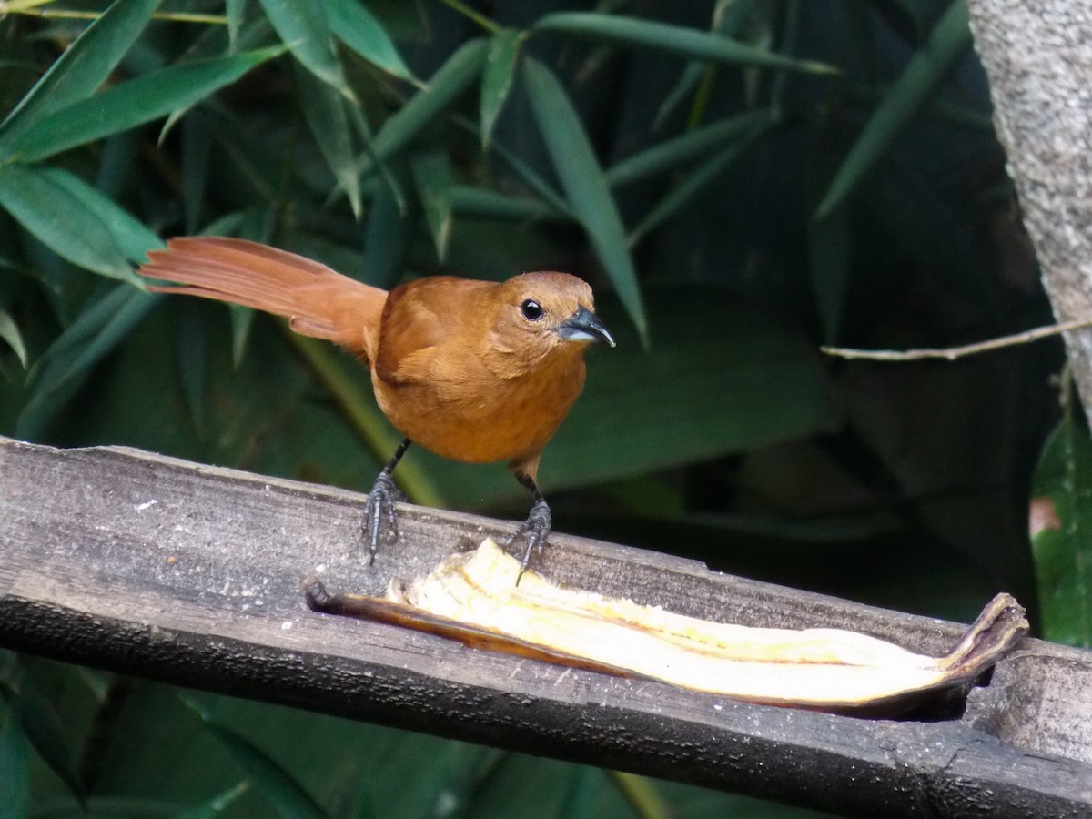 White-lined Tanager - Carlos Proaño