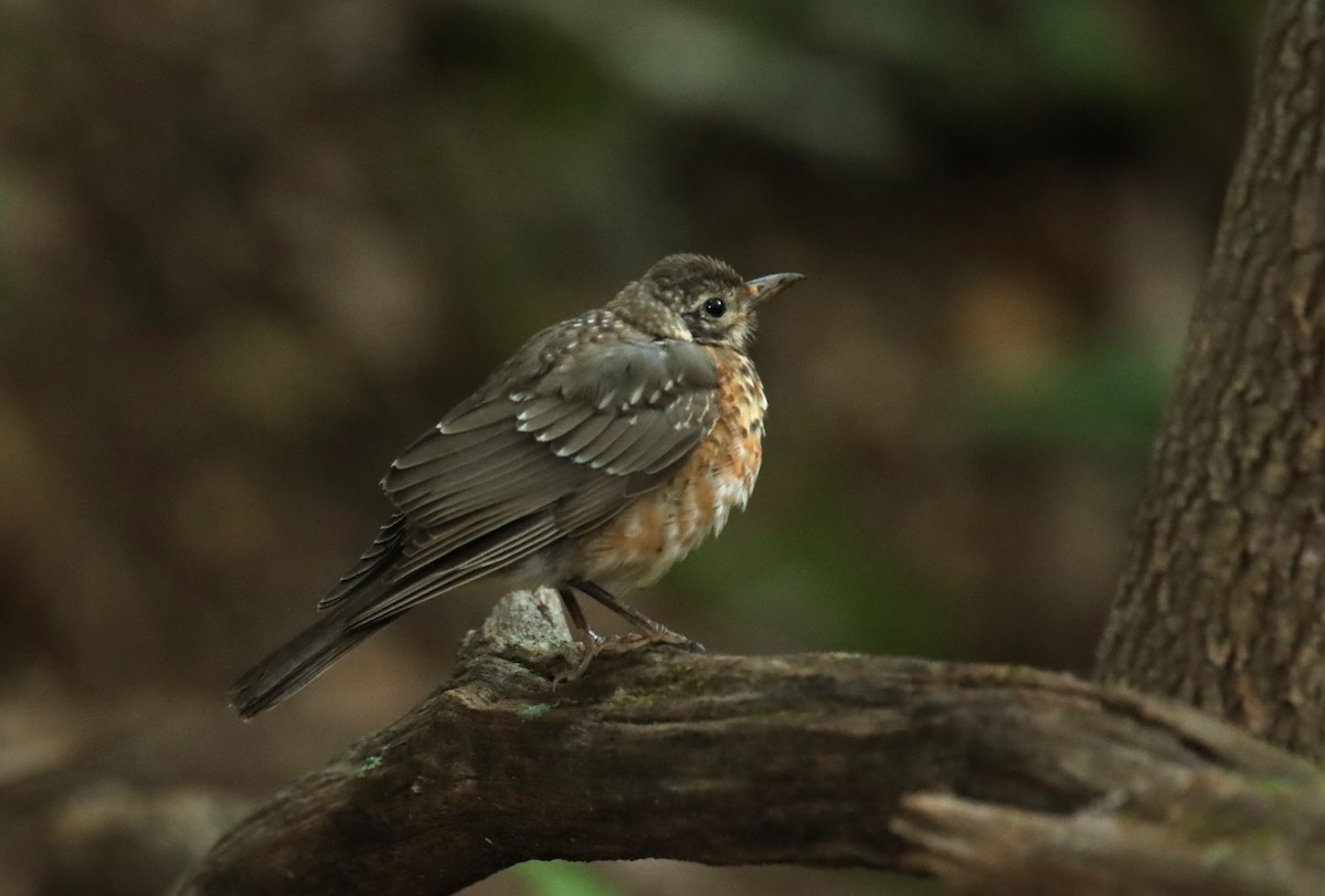 American Robin - ML476227131