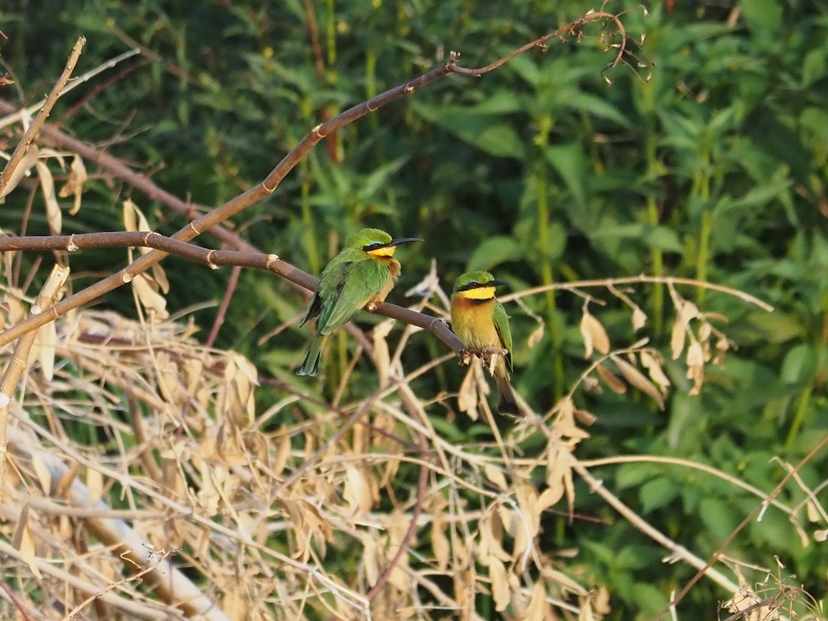 Little Bee-eater - ML476227501