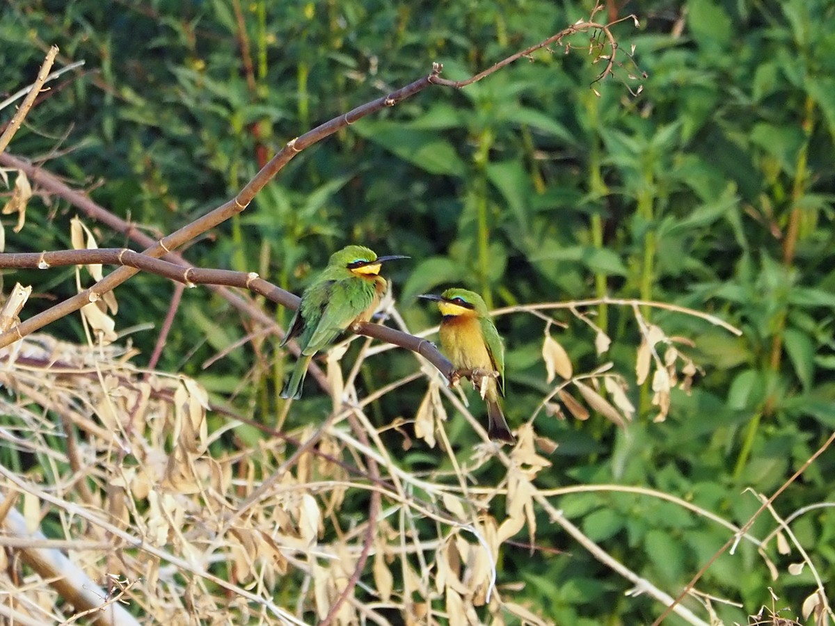 Little Bee-eater - ML476227521