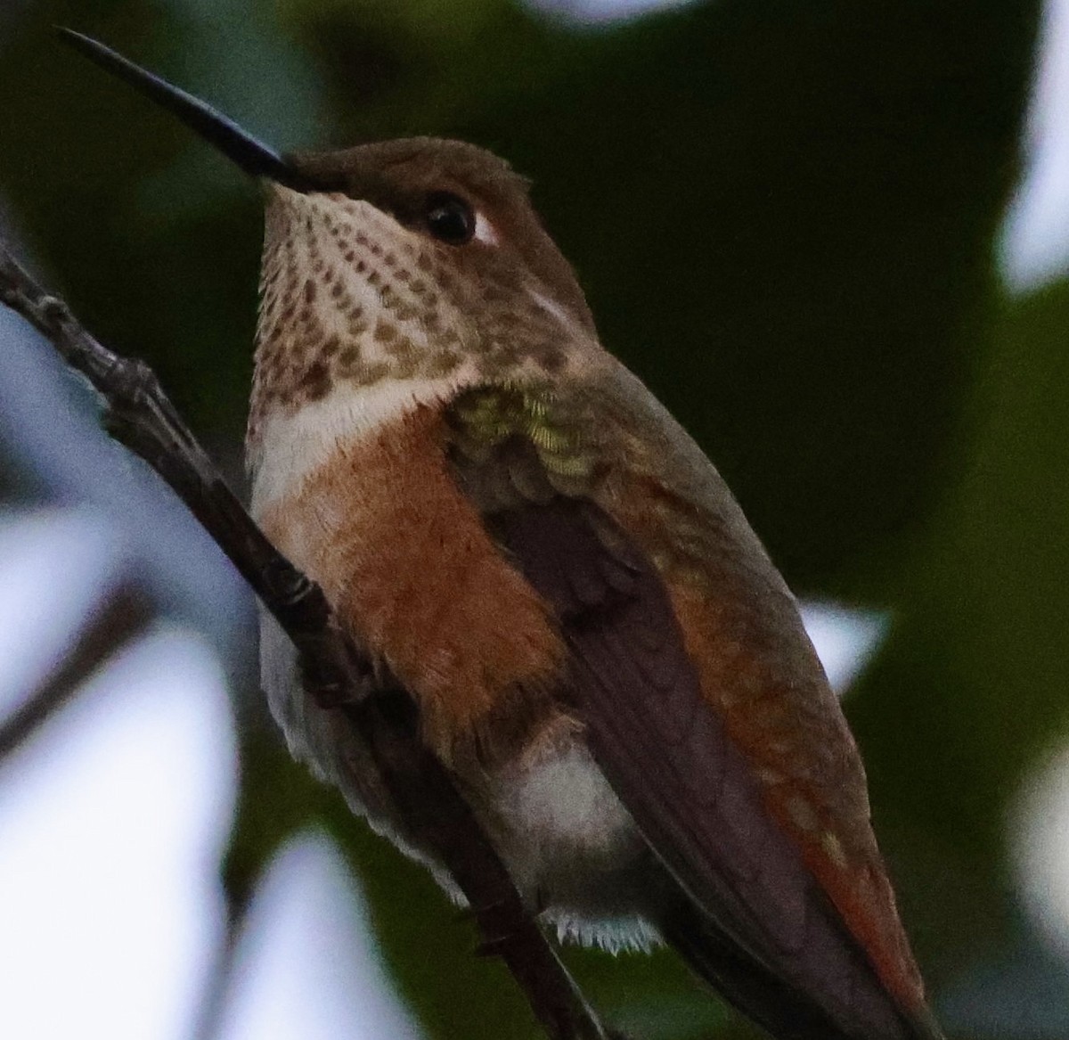 Rufous Hummingbird - ML476228341