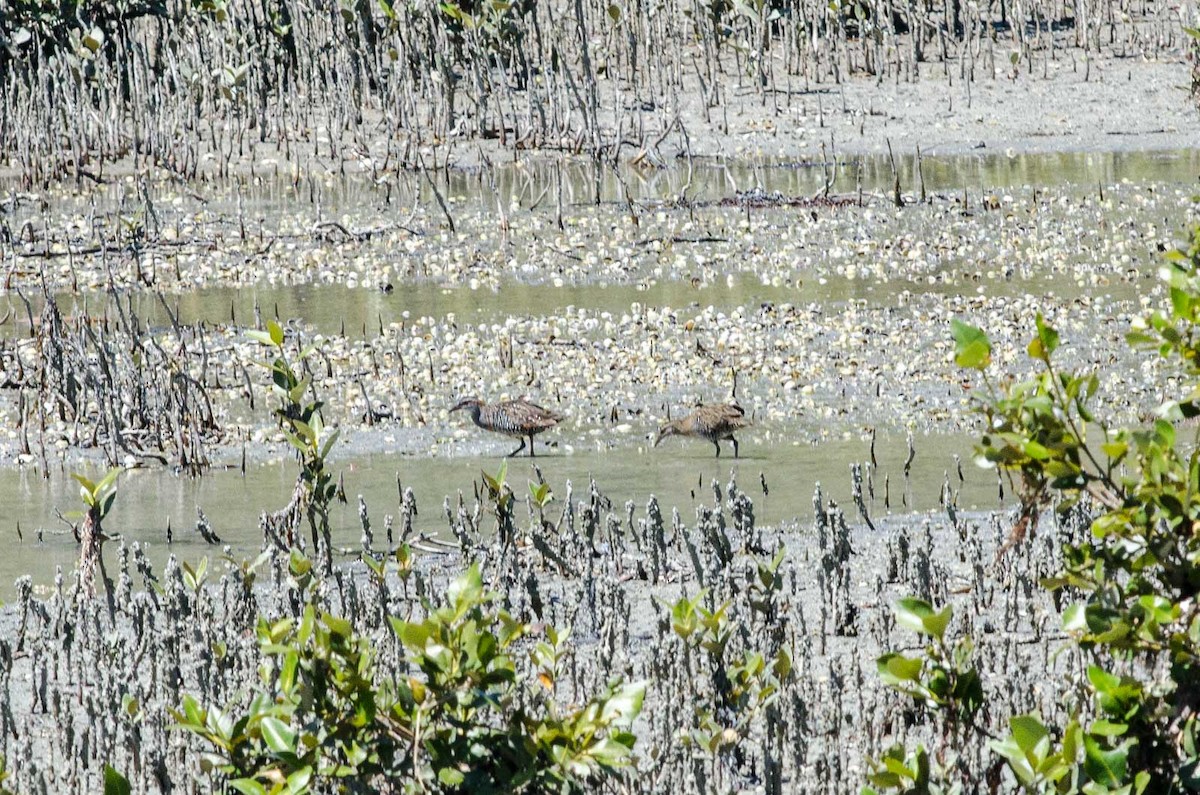 Buff-banded Rail - ML47622881