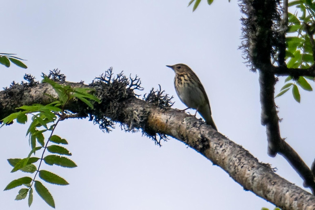 Tree Pipit - ML476229301