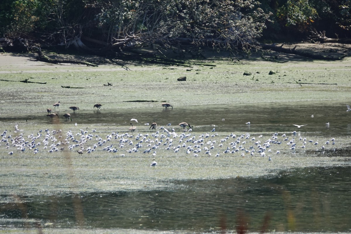 Bonaparte's Gull - ML476229511