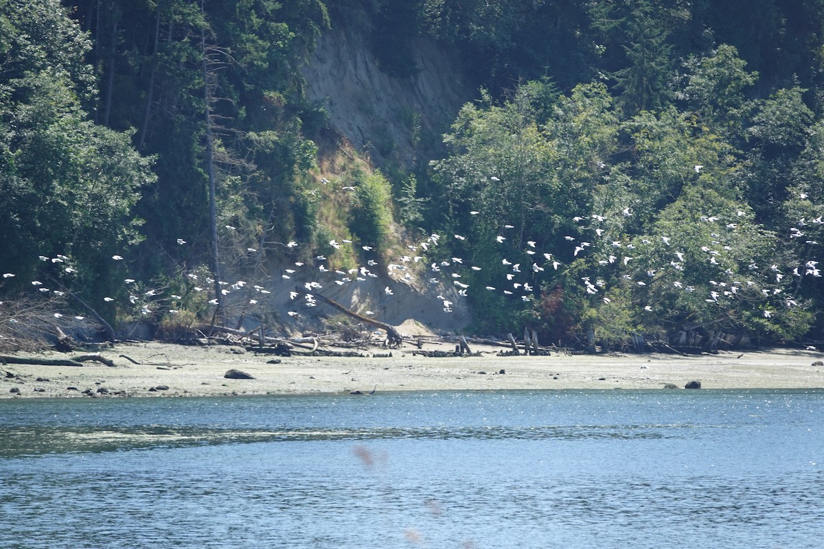 Bonaparte's Gull - ML476229531