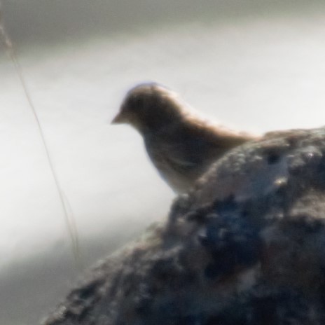 new world sparrow sp. - ML476229571