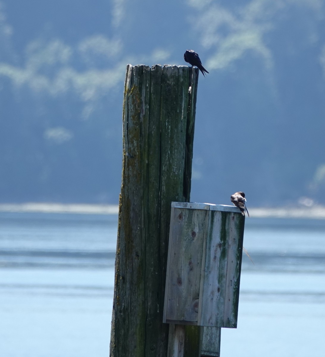 Purple Martin - ML476229641