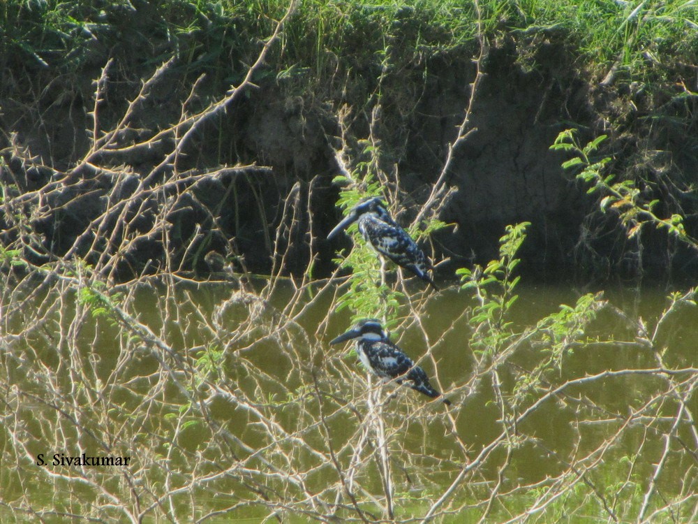 Pied Kingfisher - Sivakumar Swaminathan