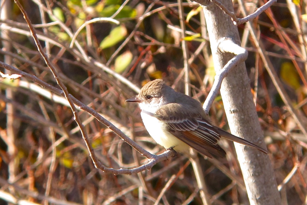 Ash-throated Flycatcher - ML476230181