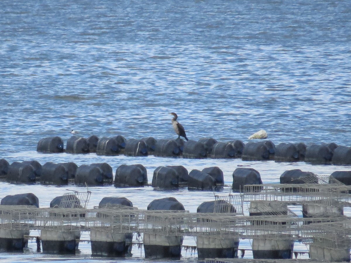 Great Cormorant - ML476231241