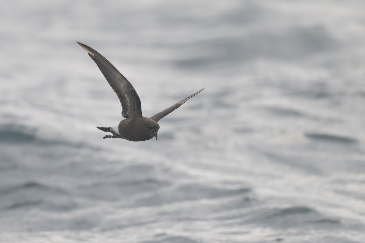 Wilson's Storm-Petrel - ML476232031