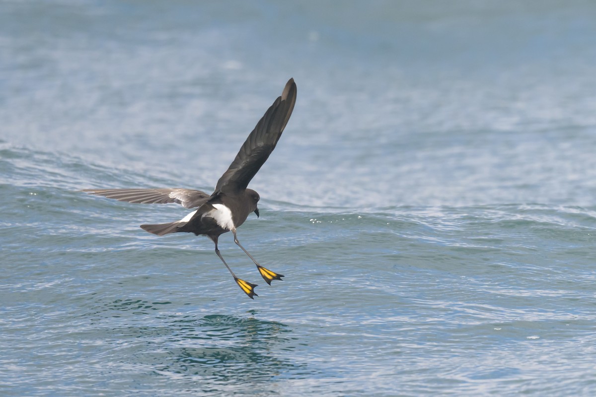 Wilson's Storm-Petrel - ML476232051