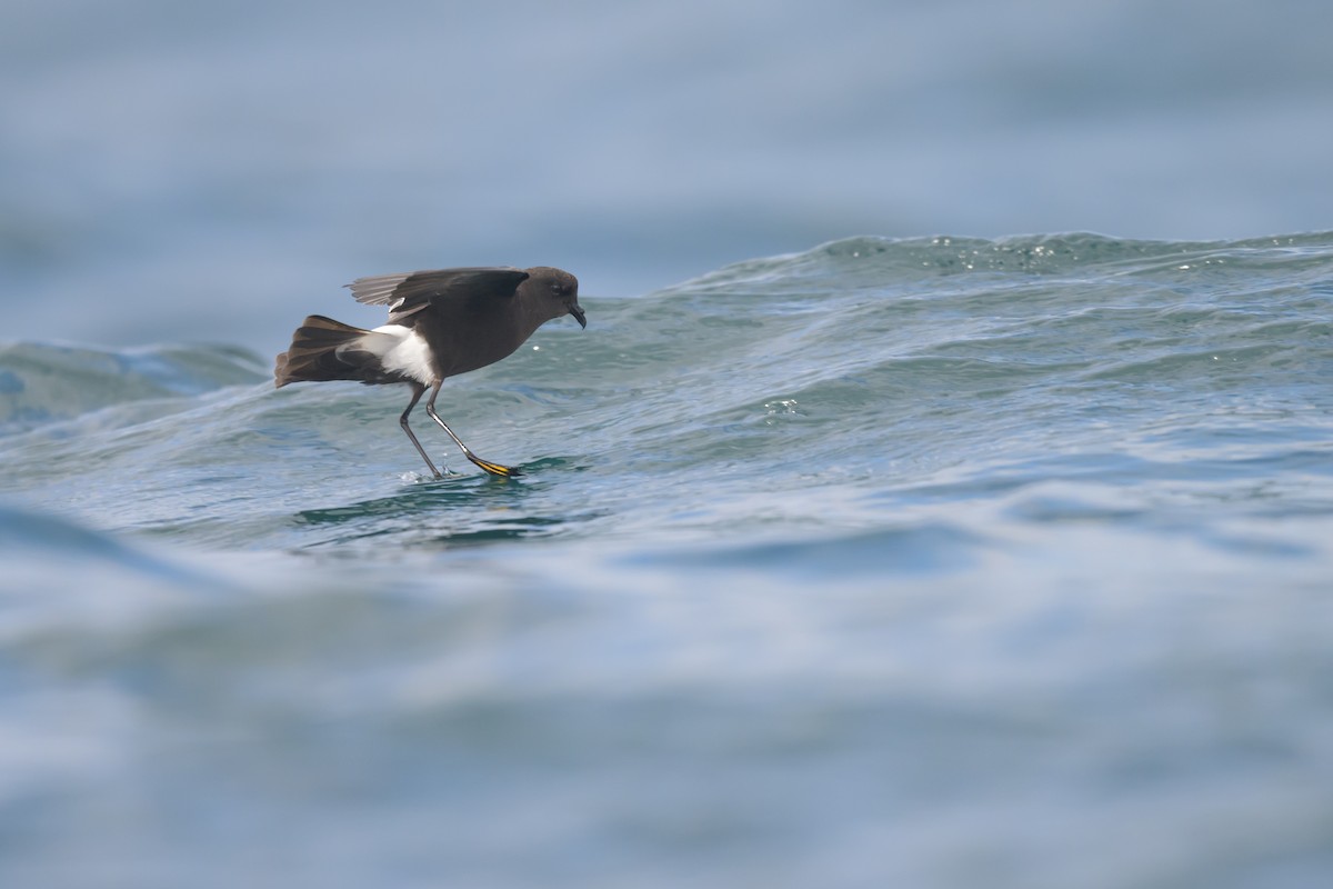 Wilson's Storm-Petrel - ML476232091